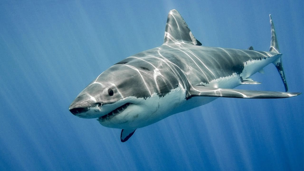 Săn Cá Mập - Cuộc Phiêu Lưu Đầy Thử Thách Trên Đại Dương