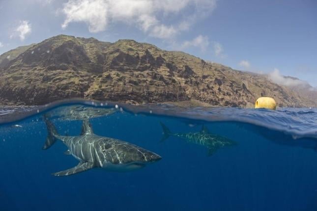 Săn Cá Mập - Cuộc Phiêu Lưu Đầy Thử Thách Trên Đại Dương